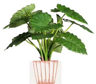 Plant 2