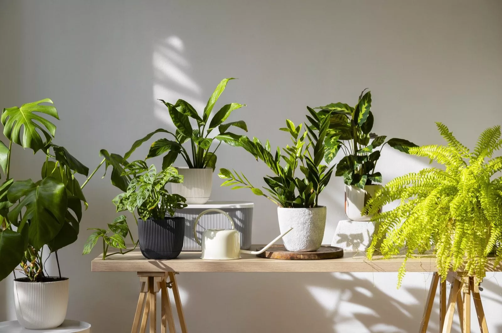 Plantaardigste planten op tafel