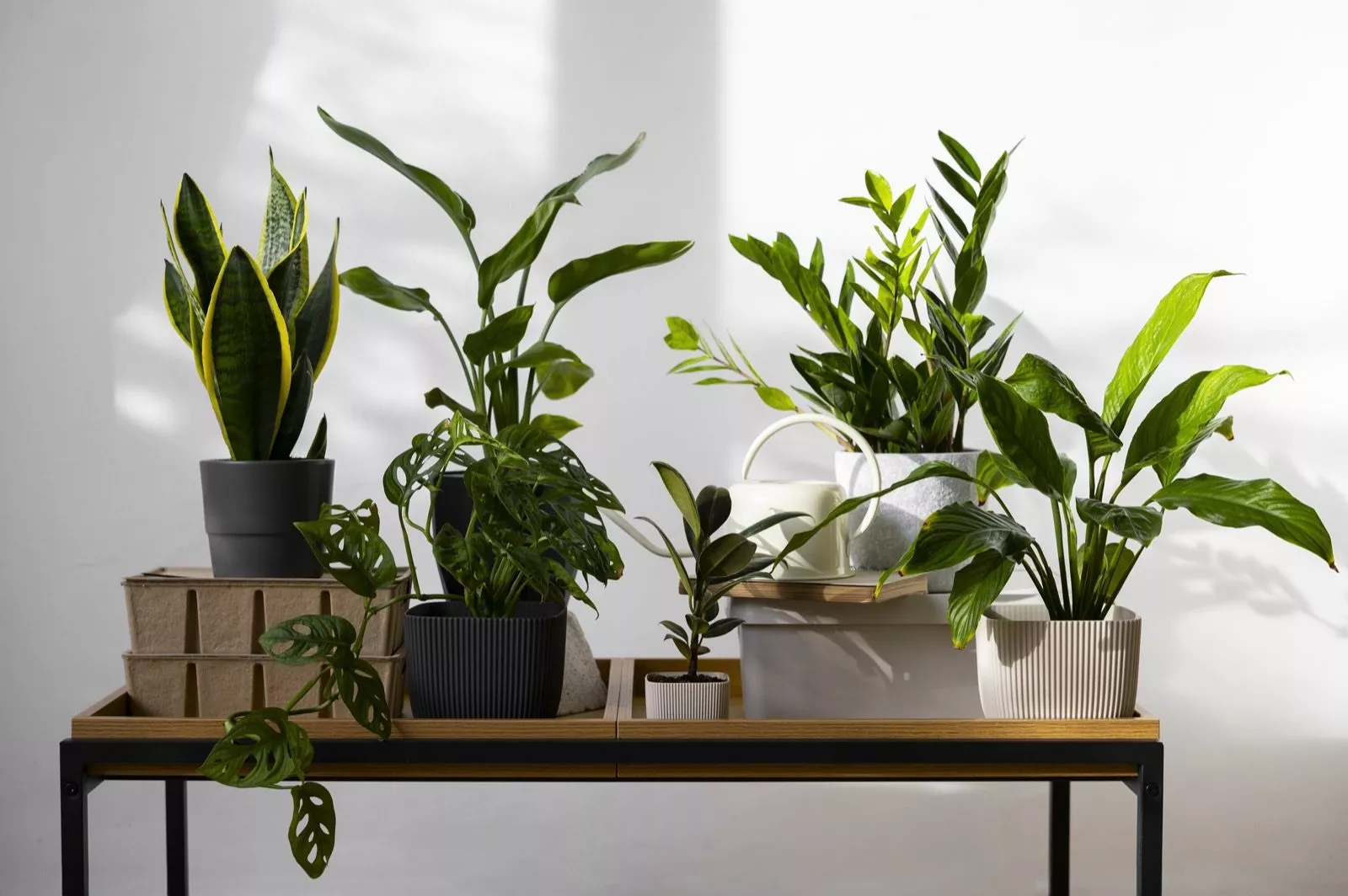 Plantaardigste planten op enkele tafel