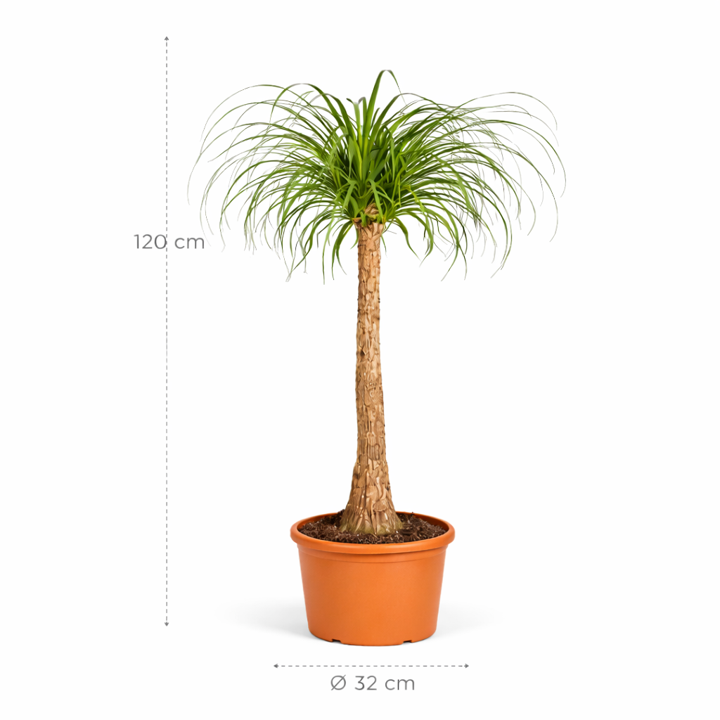 Beaucarnea stam – 120 cm