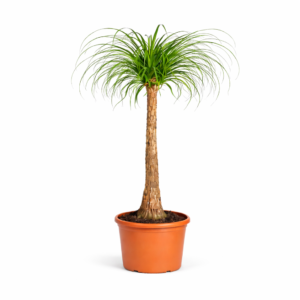 Beaucarnea stam – 120 cm