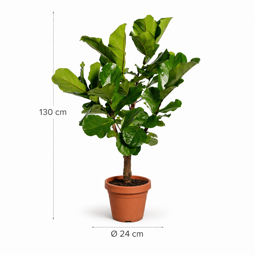 Ficus Lyrata vertakt – 130 cm