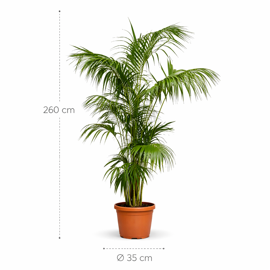 Kentia Palm - 260 cm - ø35 cm