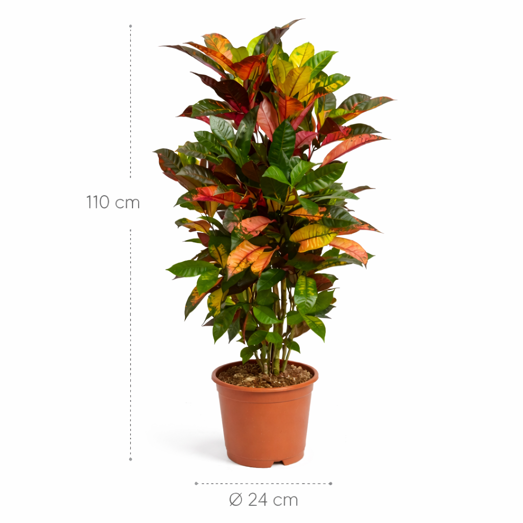 Codiaeum (Croton) Iceton vertakt – 110 cm