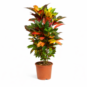 Codiaeum (Croton) Iceton vertakt – 110 cm_main