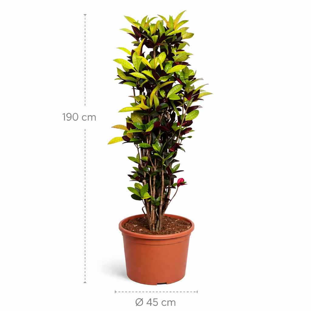 Codiaeum Iceton (Croton Iceton) – 190 cm