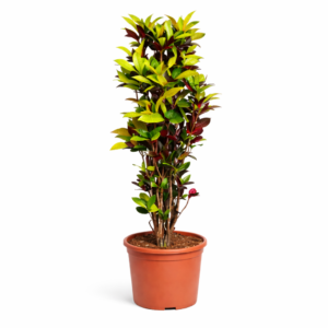Codiaeum Iceton (Croton Iceton) – 190 cm_main