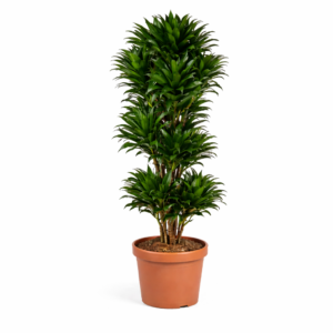 Dracaena Compacta vertakt – 140 cm