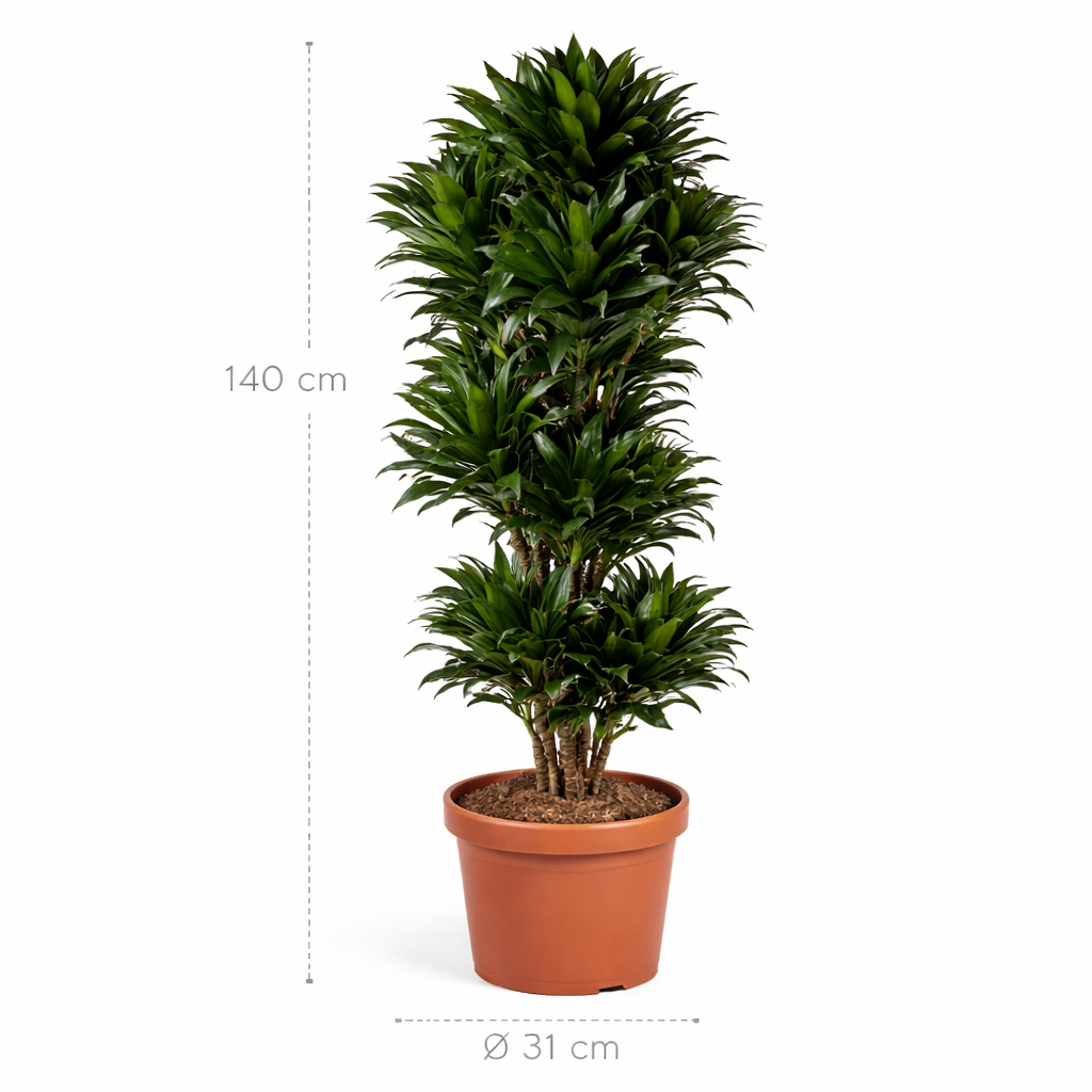 Dracaena Compacta vertakt – 140 cm