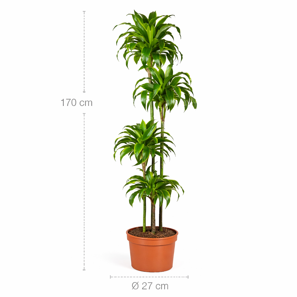Dracaena Dorado – 170 cm