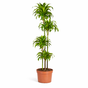 Dracaena Dorado – 170 cm