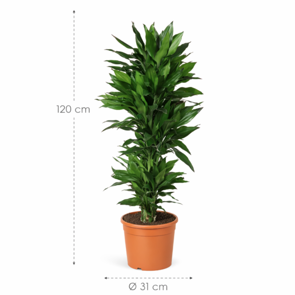 Dracaena Janet Lind vertakt – 120 cm