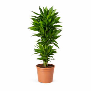 Dracaena Janet Lind vertakt – 120 cm