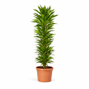 Dracaena Janet Lind vertakt – 170 cm