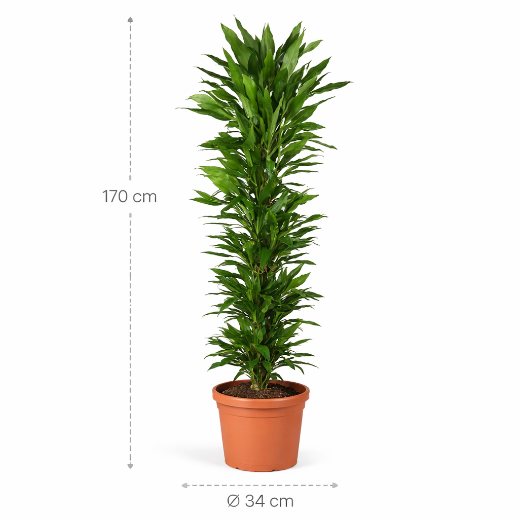 Dracaena Janet Lind vertakt – 170 cm