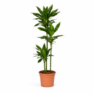 Dracaena Janet Lind – 155 cm