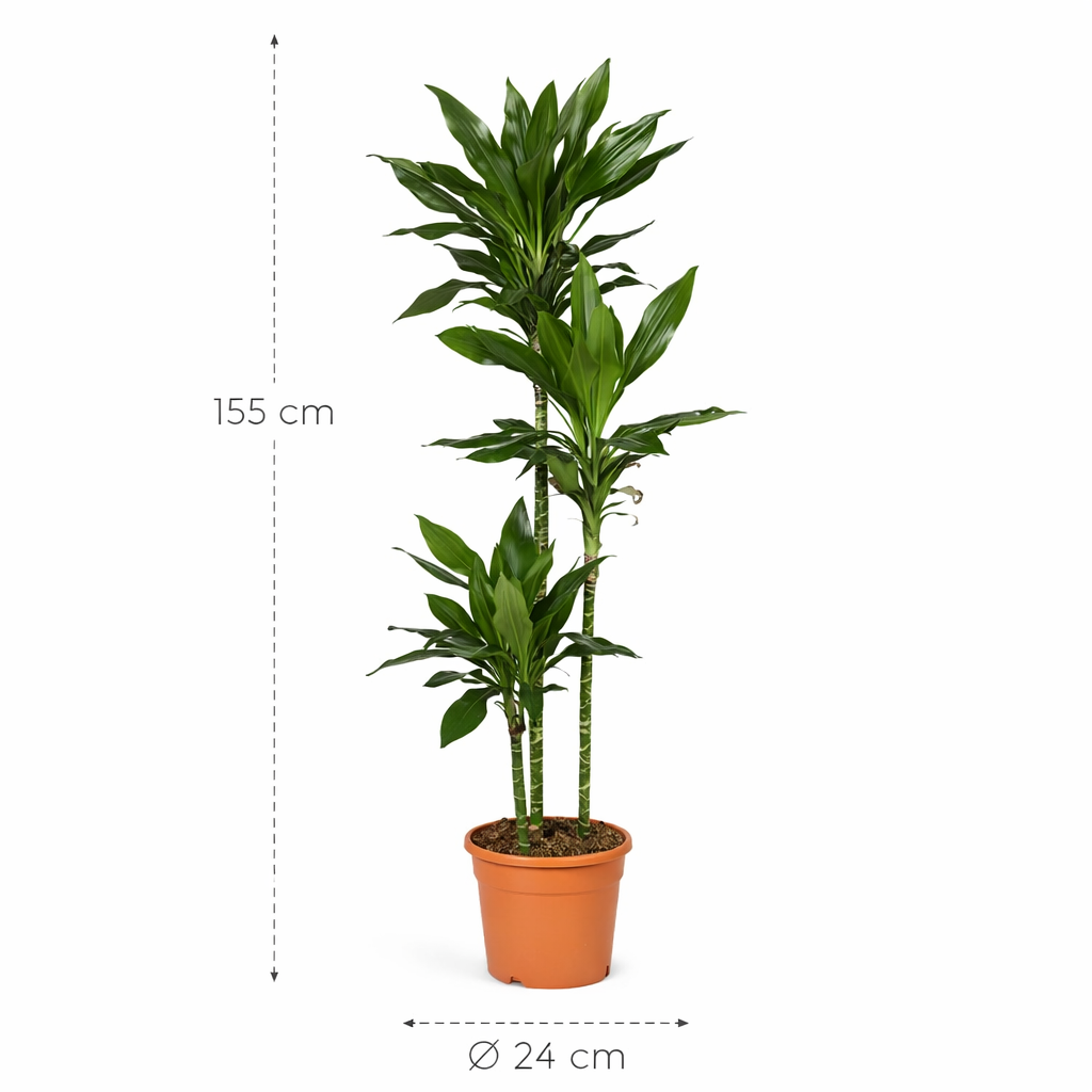 Dracaena Janet Lind – 155 cm