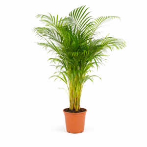 Dypsis Lutescens (Areca Palm) – 130 cm
