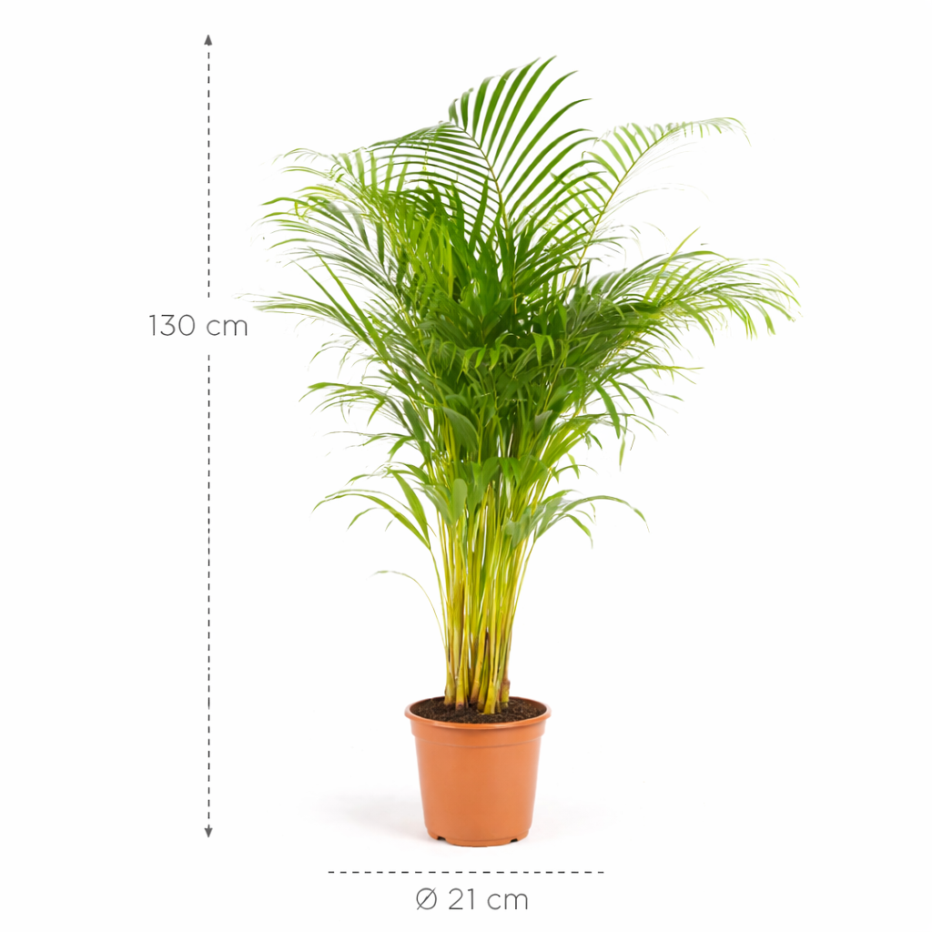 Dypsis Lutescens (Areca Palm) – 130 cm