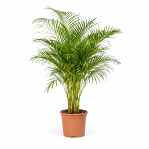 Dypsis Lutescens (Areca Palm) – 160 cm