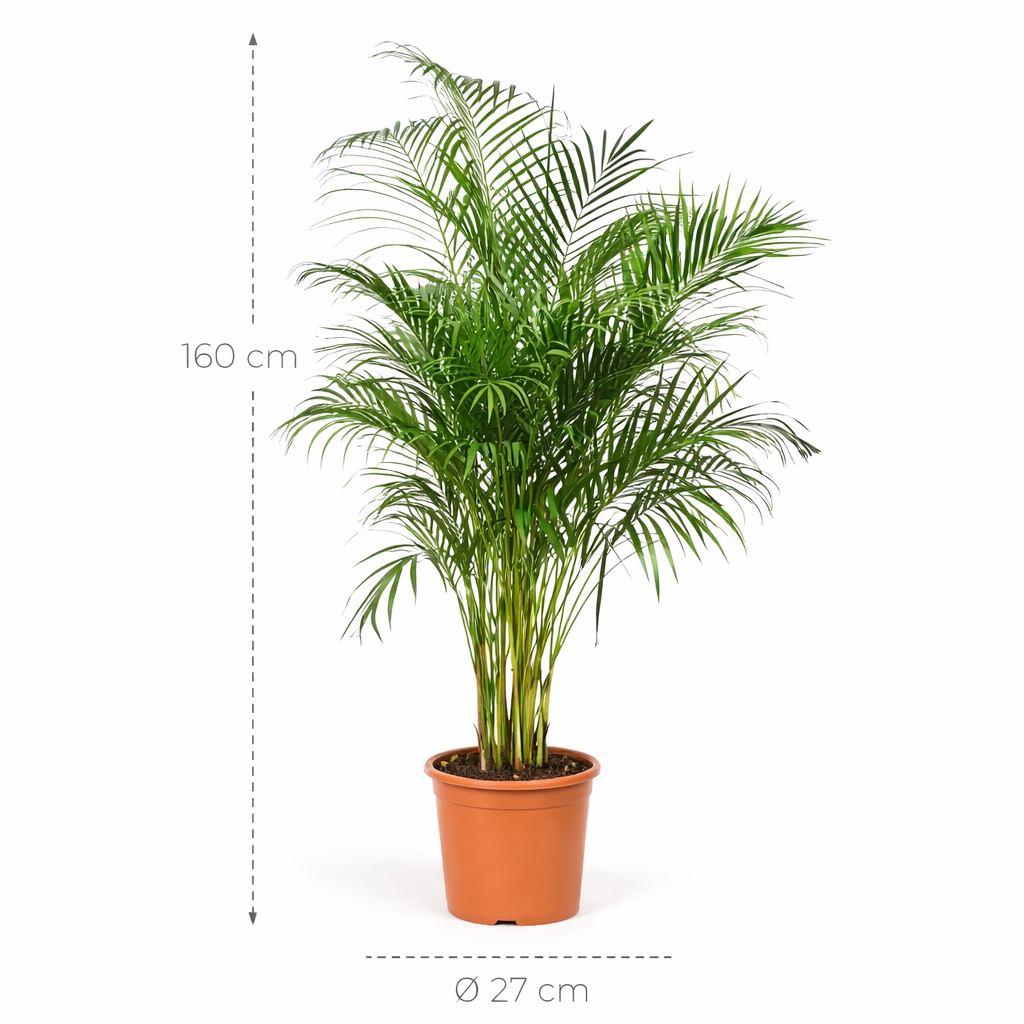Dypsis Lutescens (Areca Palm) – 160 cm