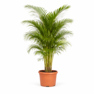 Dypsis Lutescens (Areca Palm) – 200 cm