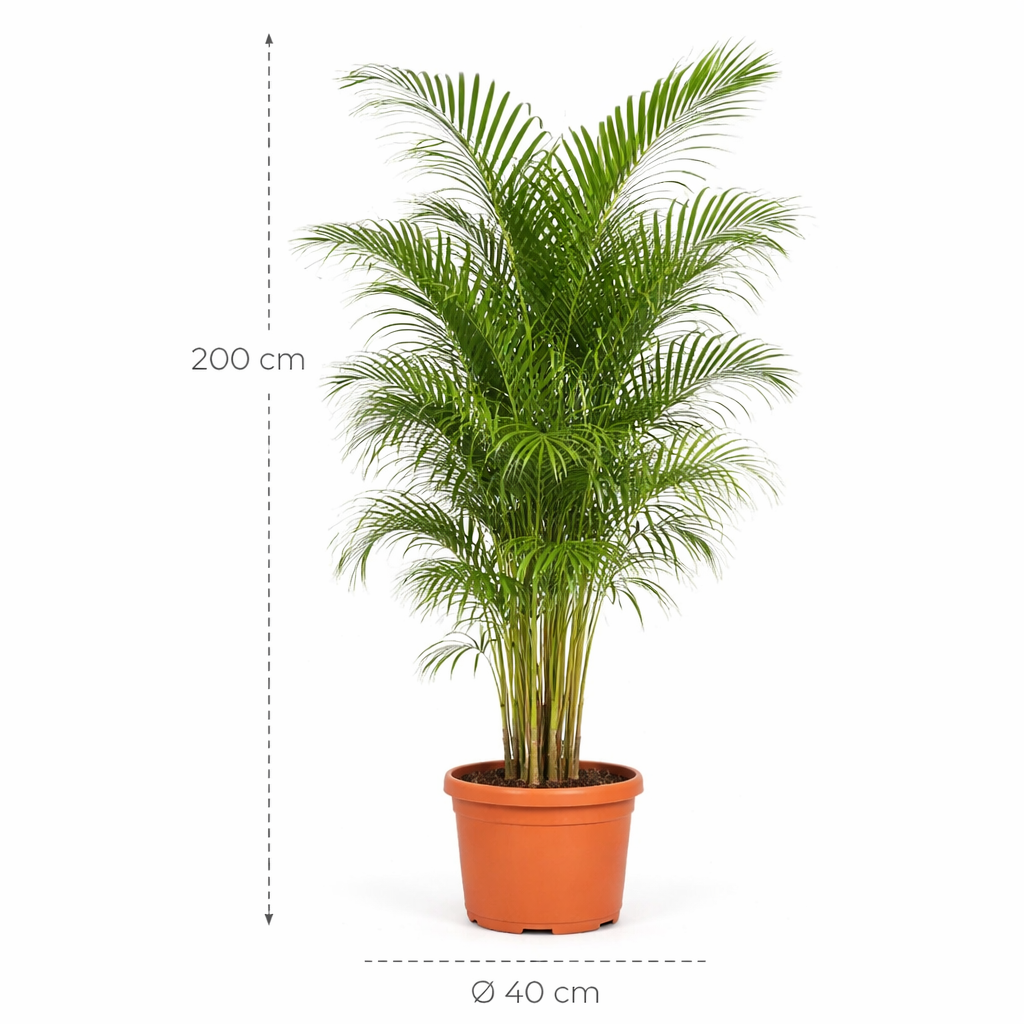 Dypsis Lutescens (Areca Palm) – 200 cm