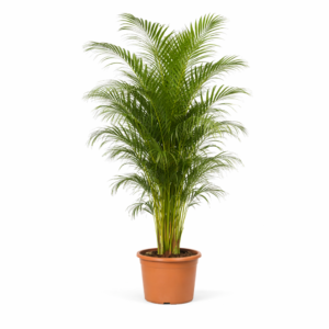 Dypsis Lutescens (Areca Palm) – 230 cm