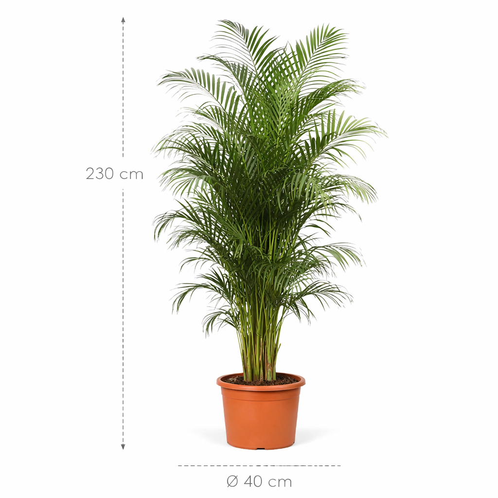 Dypsis Lutescens (Areca Palm) – 230 cm