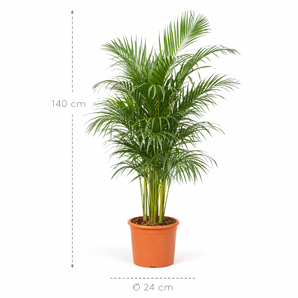 Dypsis Lutescens (Areca palm) - 140 cm