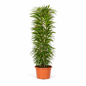 Ficus Alii King zuil – 150 cm