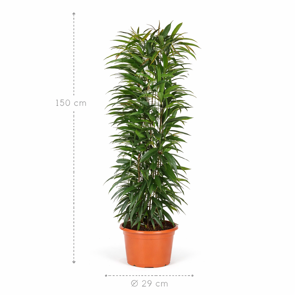Ficus Alii King zuil – 150 cm