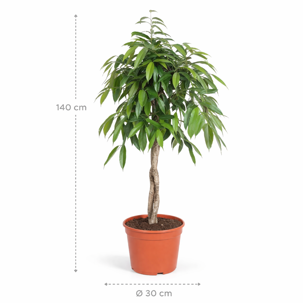 Ficus Amstel King gevlochten stam – 140 cm