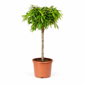 Ficus Amstel King – 130 cm