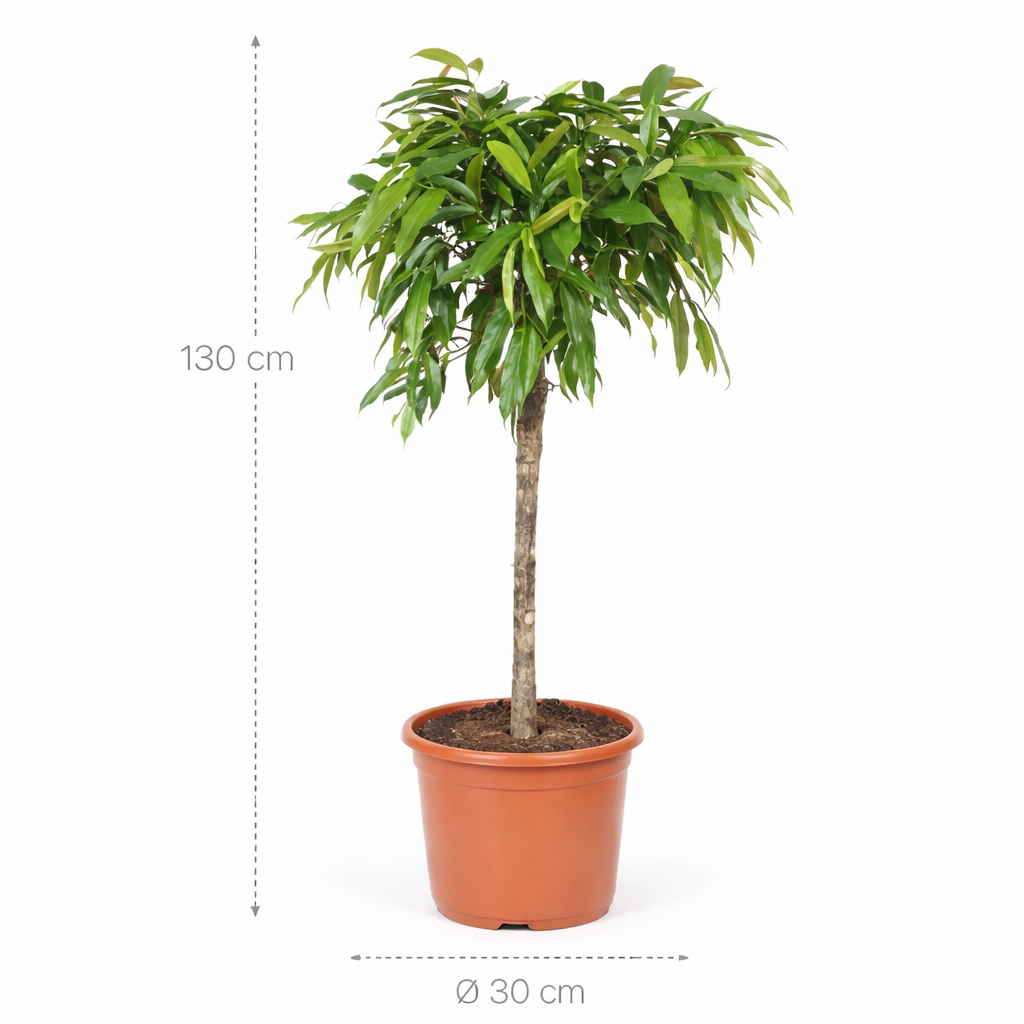 Ficus Amstel King – 130 cm
