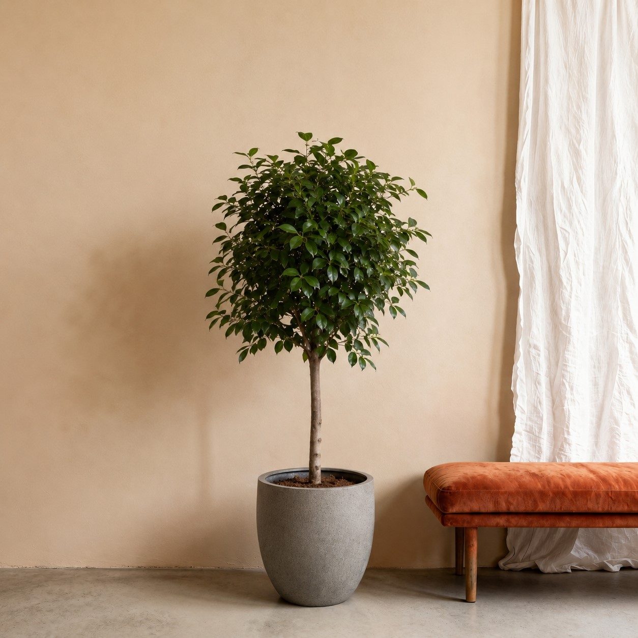Ficus Benghalensis boom – 200 cm