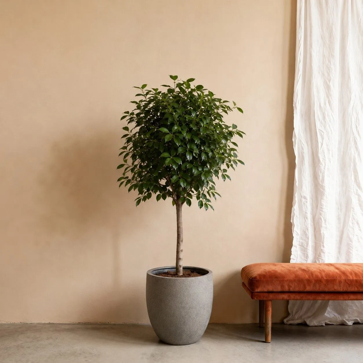 Ficus Benghalensis boom – 200 cm