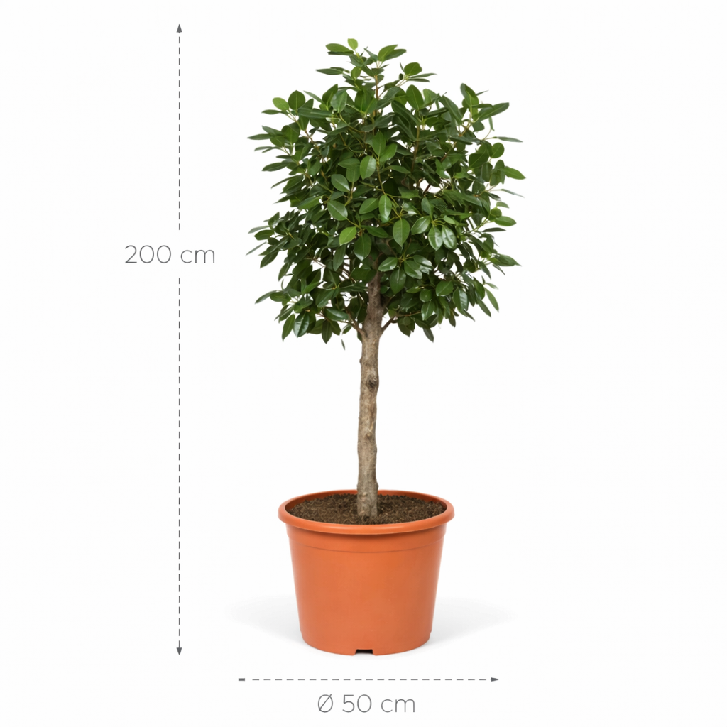 Ficus Benghalensis boom – 200 cm