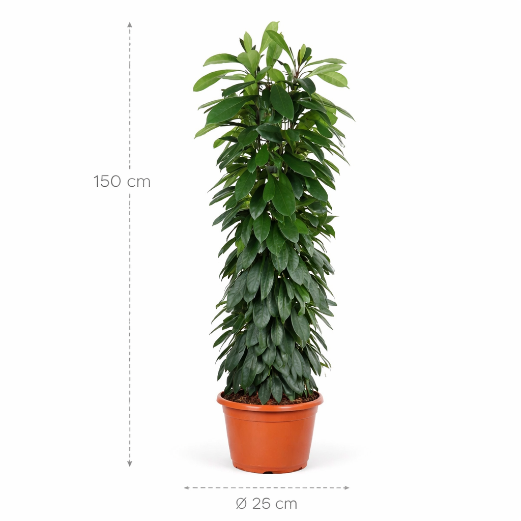 Ficus Cyatistipula zuil – 150 cm