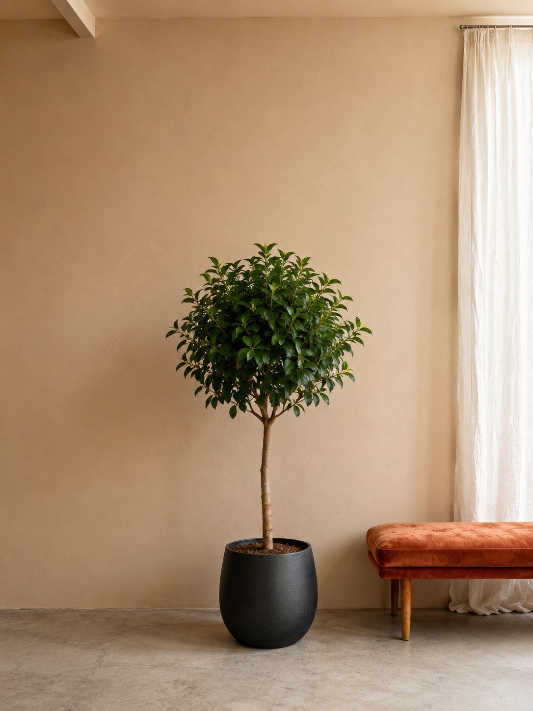 Ficus Elastica Robusta op stam – 190 cm