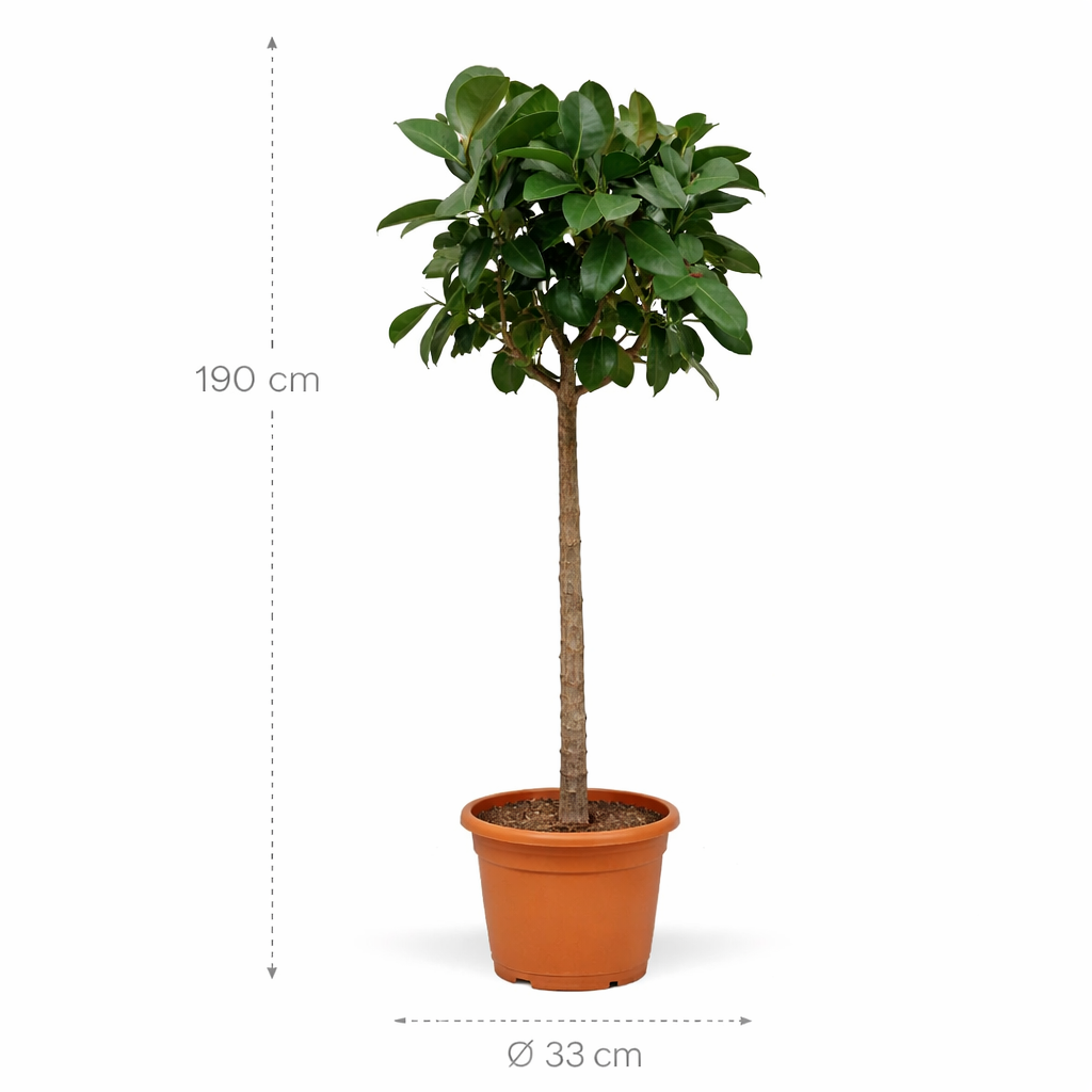 Ficus Elastica Robusta op stam – 190 cm