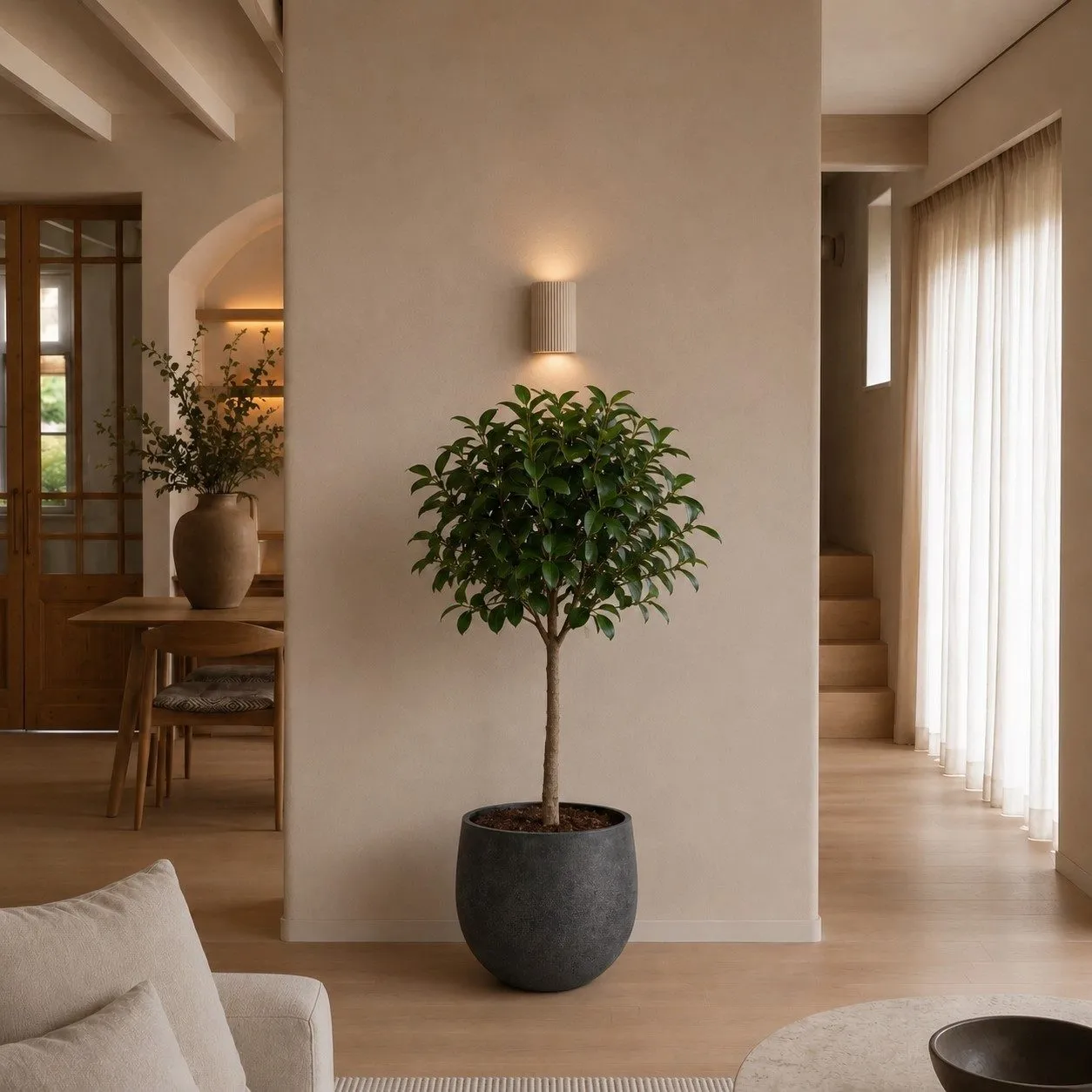 Ficus Elastica Robusta op stam – 190 cm
