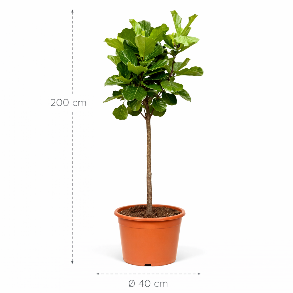 Ficus Lyrata boom - 200 cm