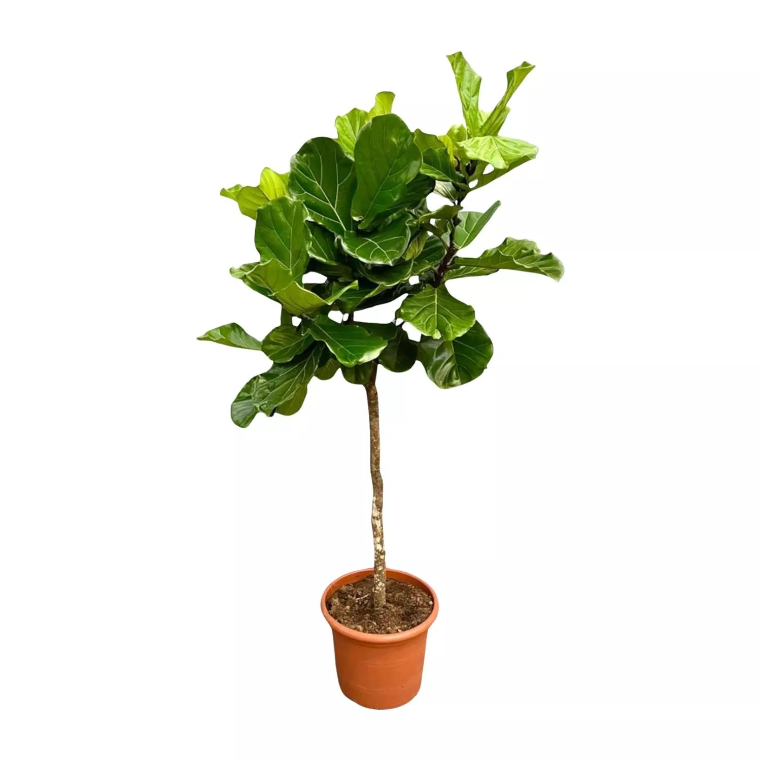 Ficus Lyrata boom XXL - 200 cm - ø40