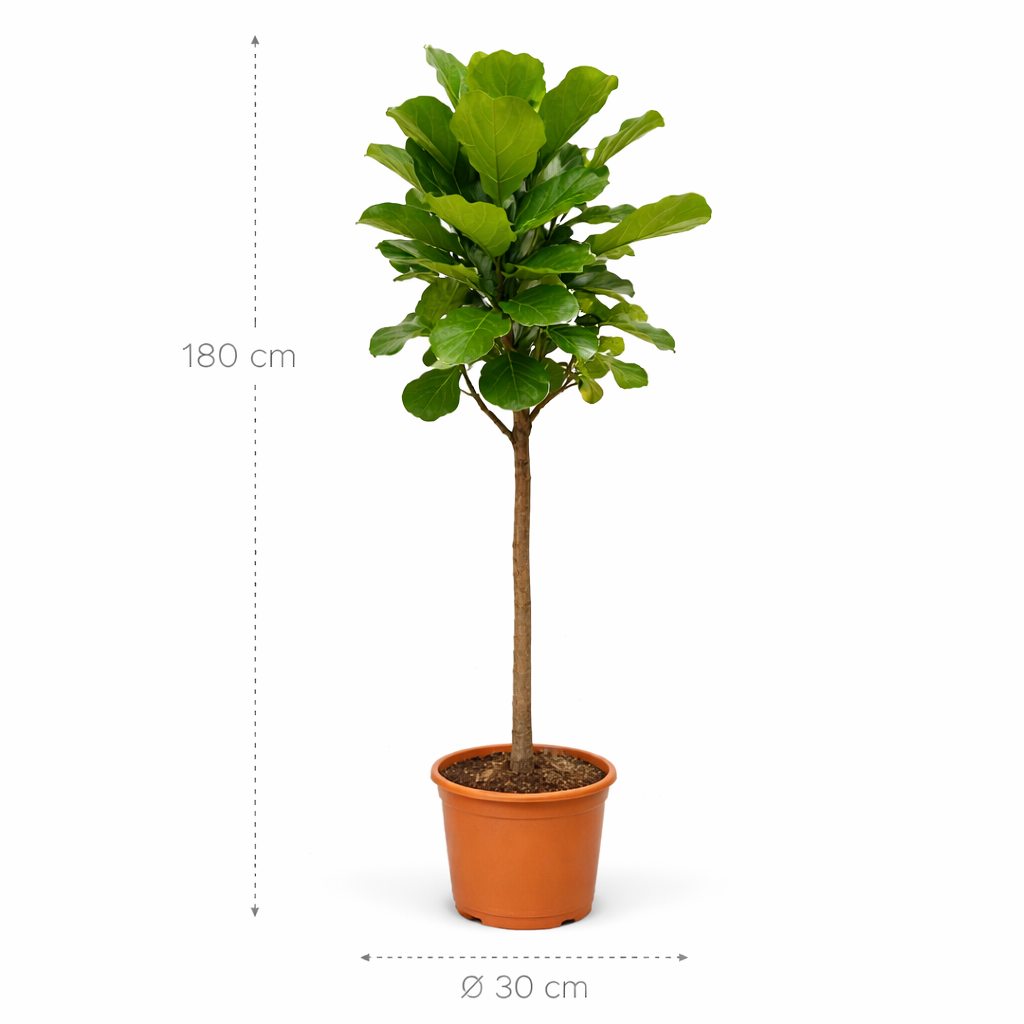 Ficus Lyrata boom – 180 cm