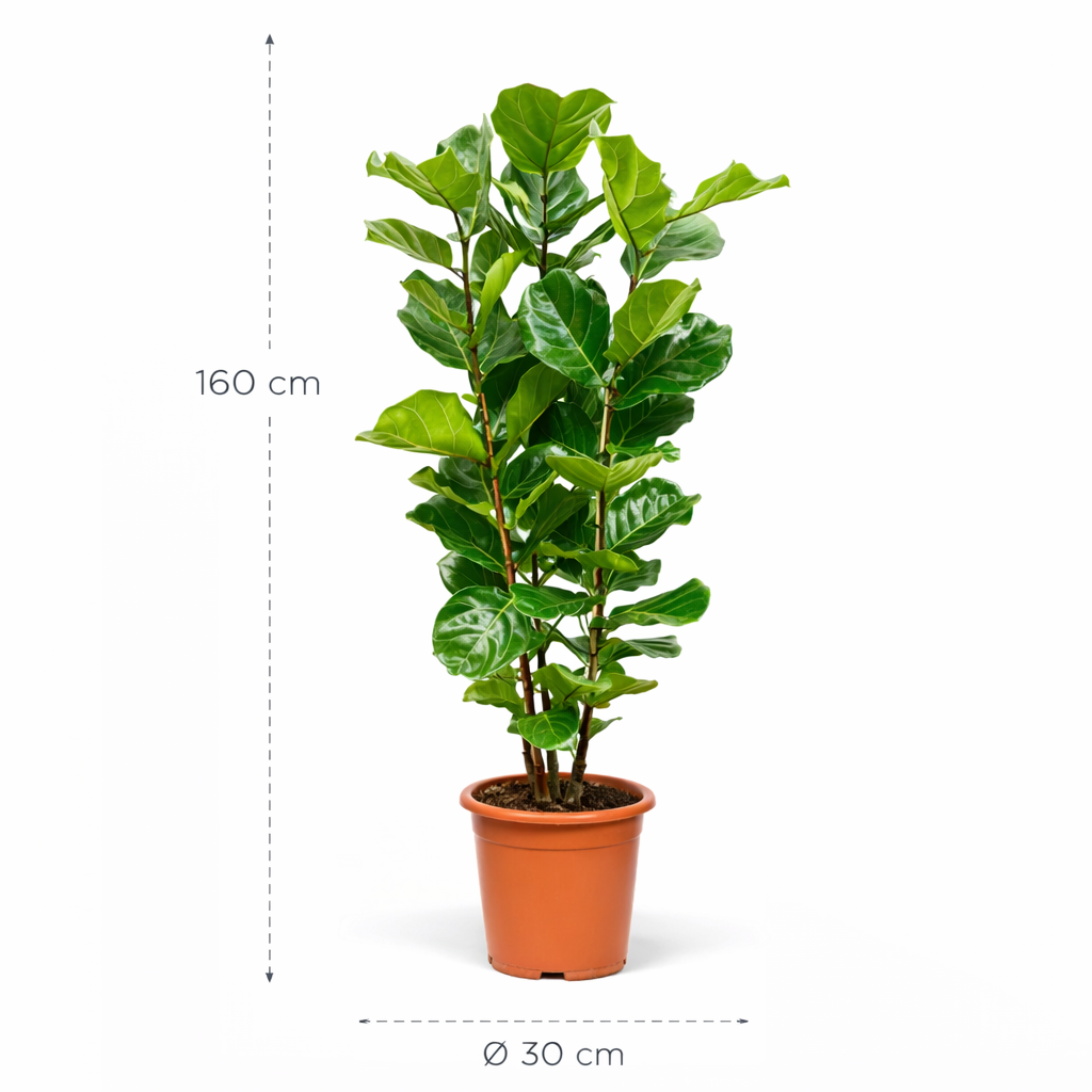 Ficus Lyrata struik – 160 cm