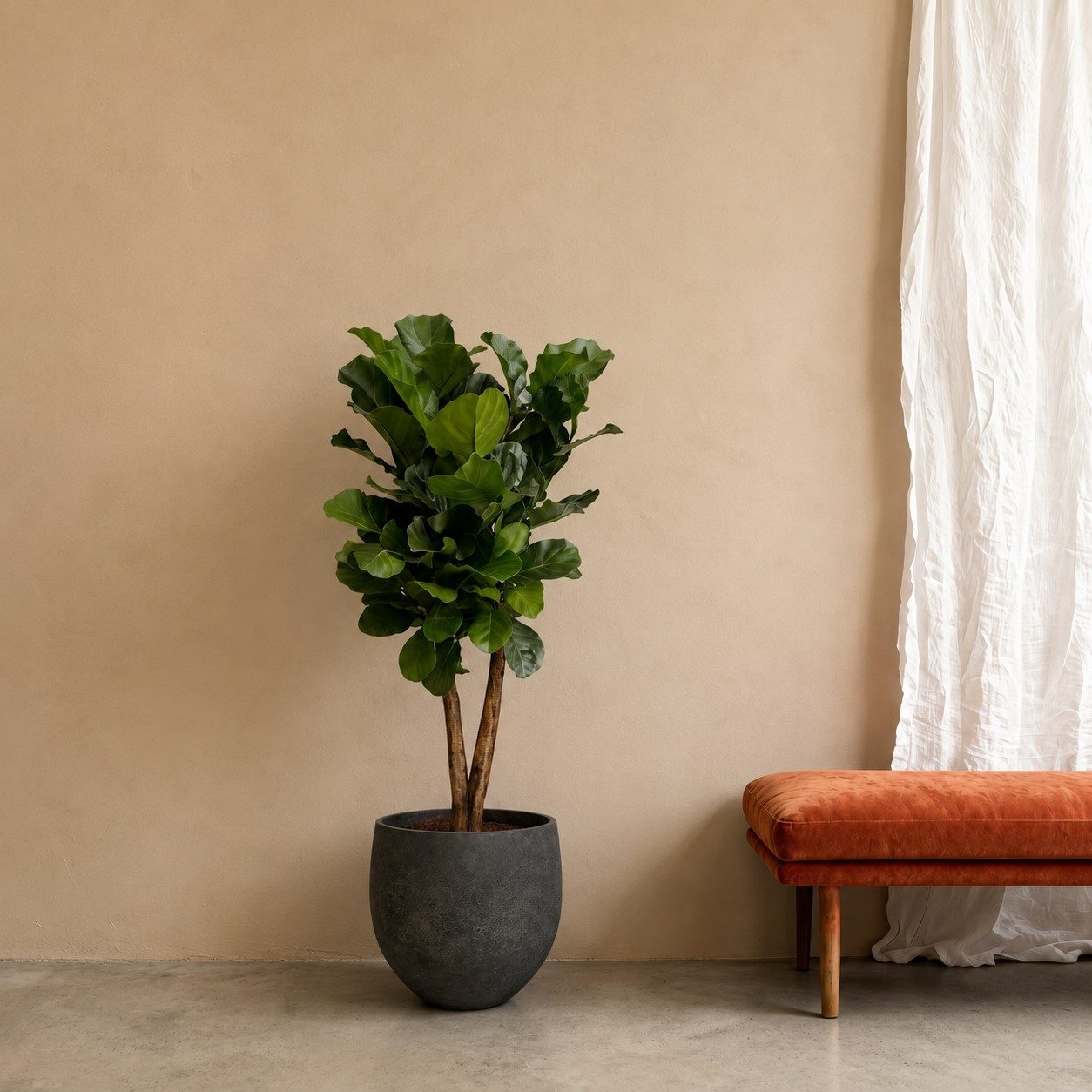 Ficus Lyrata vertakt – 170 cm