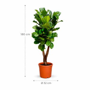 Ficus Lyrata vertakt – 180 cm