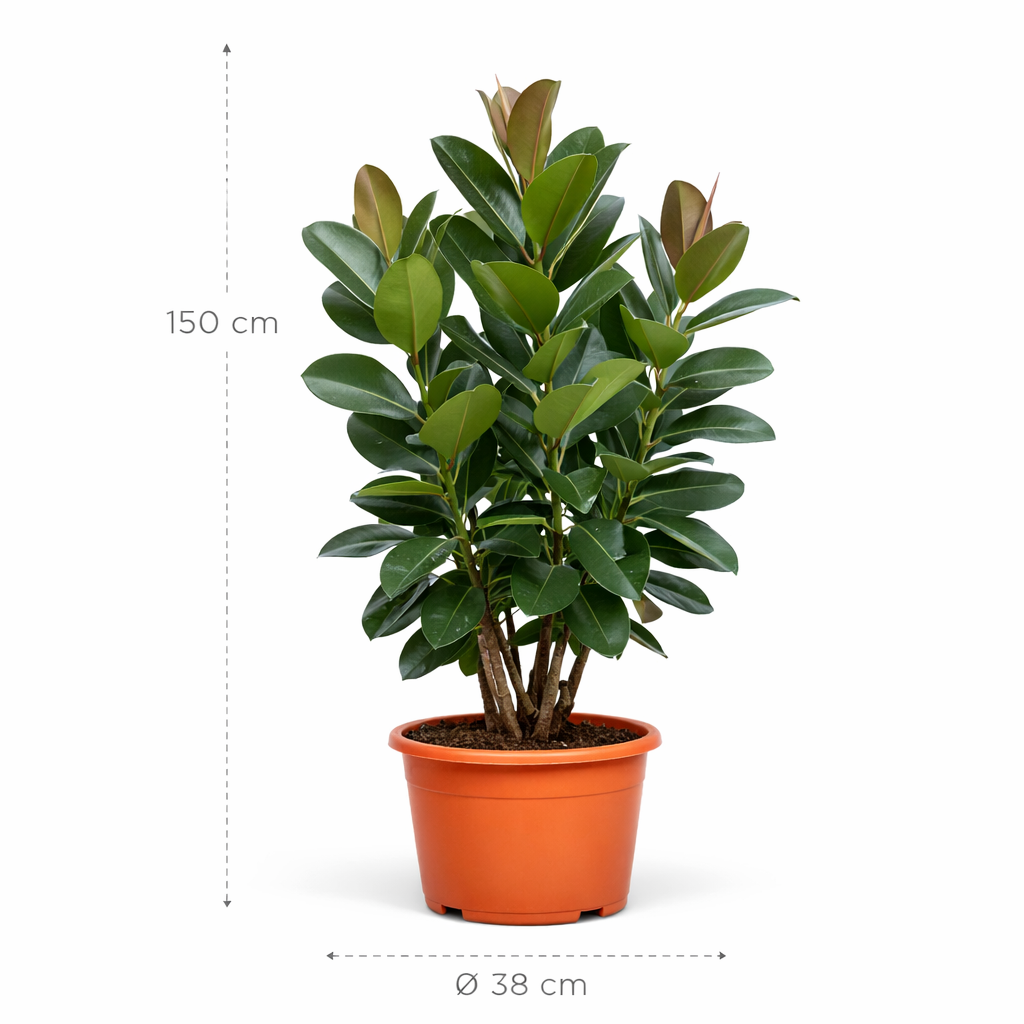 Ficus Robusta vertakt – 150 cm