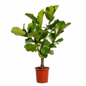 Dit is de Ficus lyrata vertakt 130cm